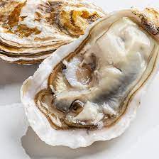 Устрица живая