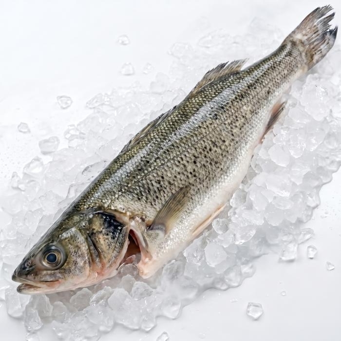 Окунь морской японский (Сузуки), кг