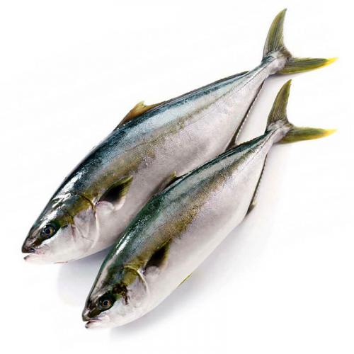 Желтохвост (Лакедра) н/р 800-1300, кг