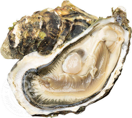 Устрица живая