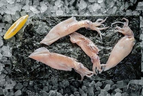 Кальмар патагонский лолиго, 1 кг